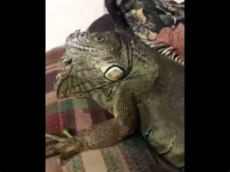 apple apple apple iguana (apple apple apple tiktok) apple.